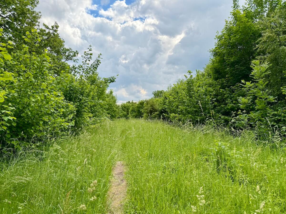Büsche und Bäume rechts und links einer Schneise