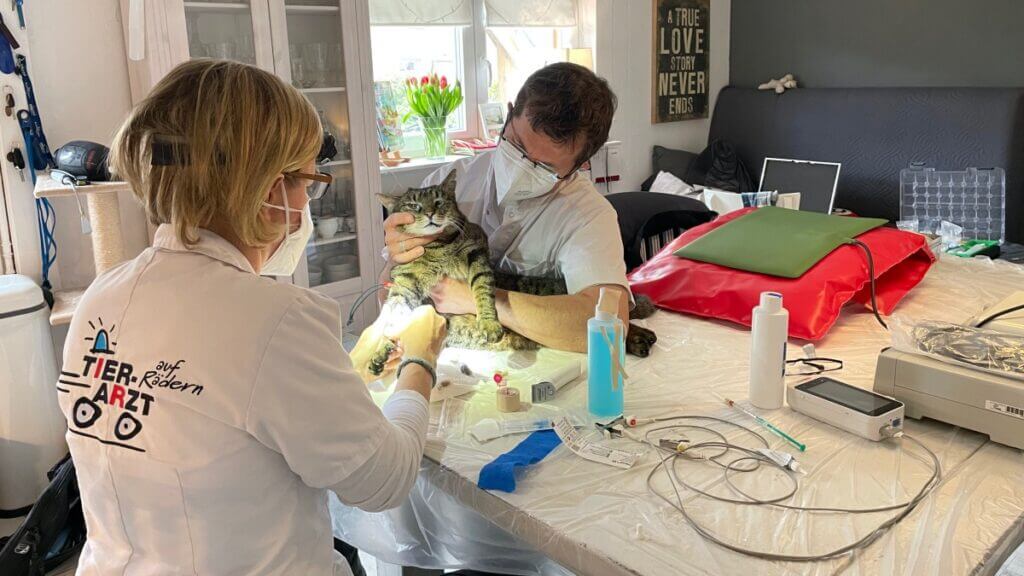 Zahnsanierung bei Kater Henry, die Vorbereitung – Foto: Nicole Schmidt