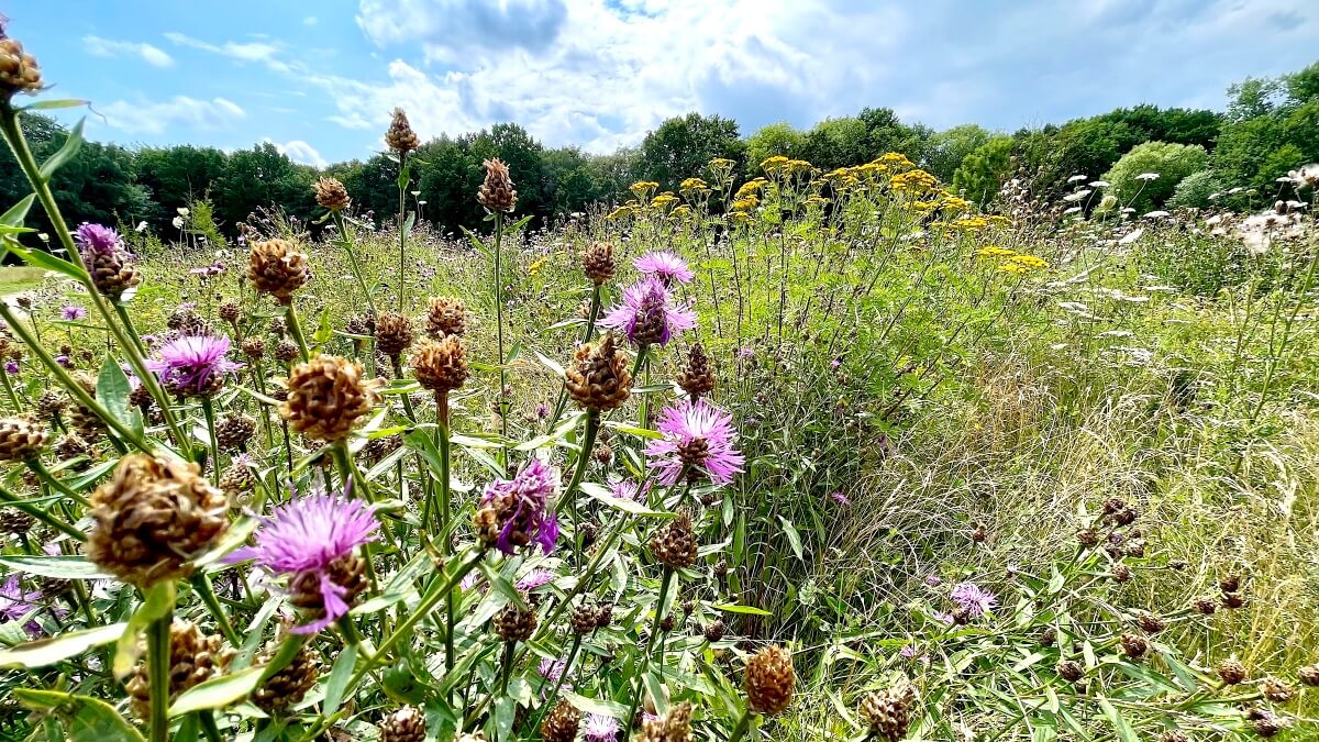 Wildblumenwiese am Erlenhof in Ahrensburg, – Foto: Nicole Schmidt