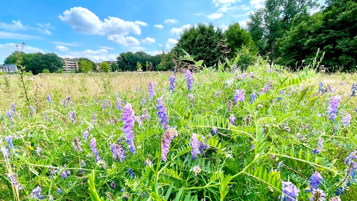 Wildblumenwiese am Erlenhof in Ahrensburg, lila blühende Vogelwicke – Foto: Nicole Schmidt