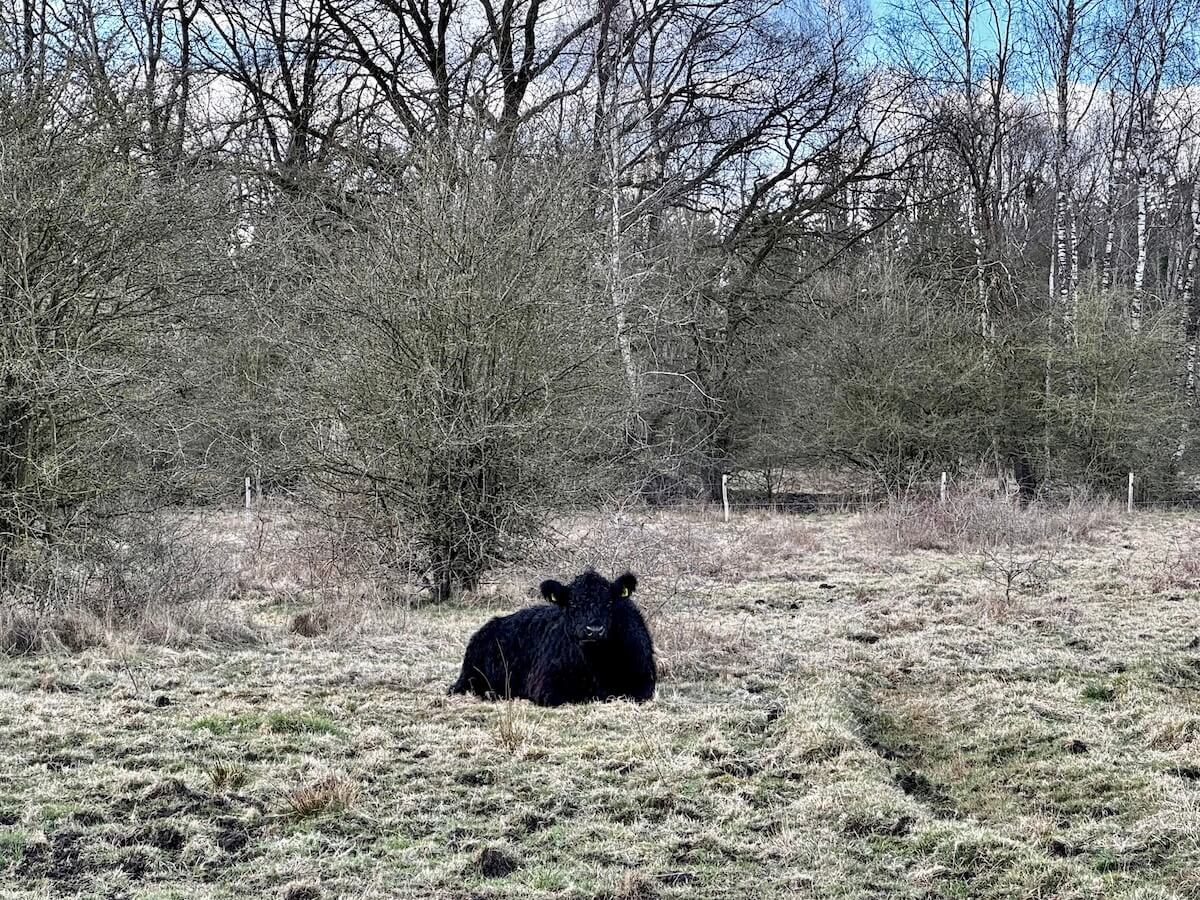 Rind im Naturschutzgebiet Höltigbaum