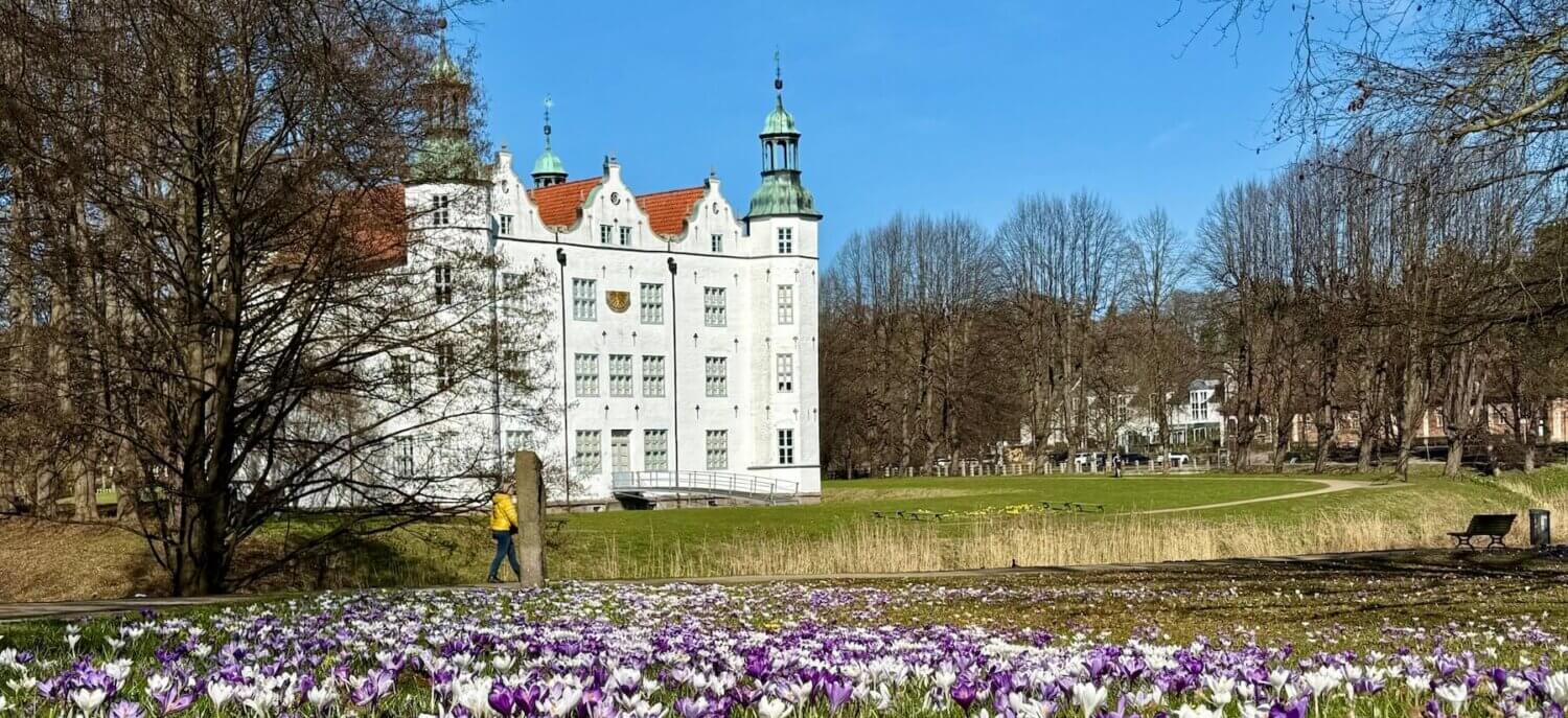 Ein weißes Schloss vor blauem Himmel, im Vordergrund eine Wiese mit Krokussen