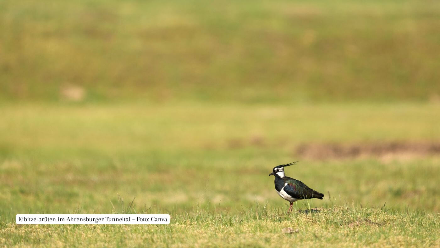 Ein Kibitz auf einer Wiese