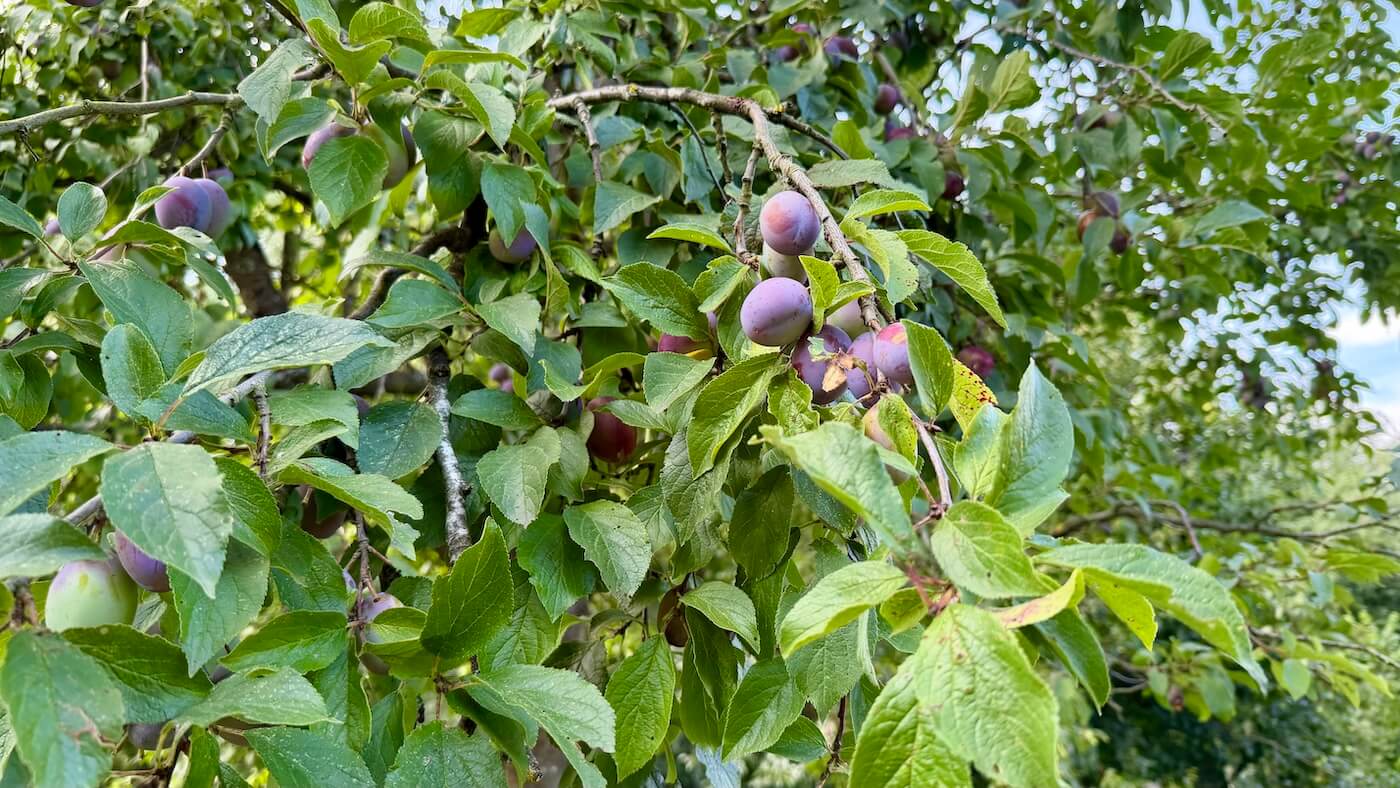 Pflaumen am Ast. Pflaumenbaum am Spielplatz Obstwiese