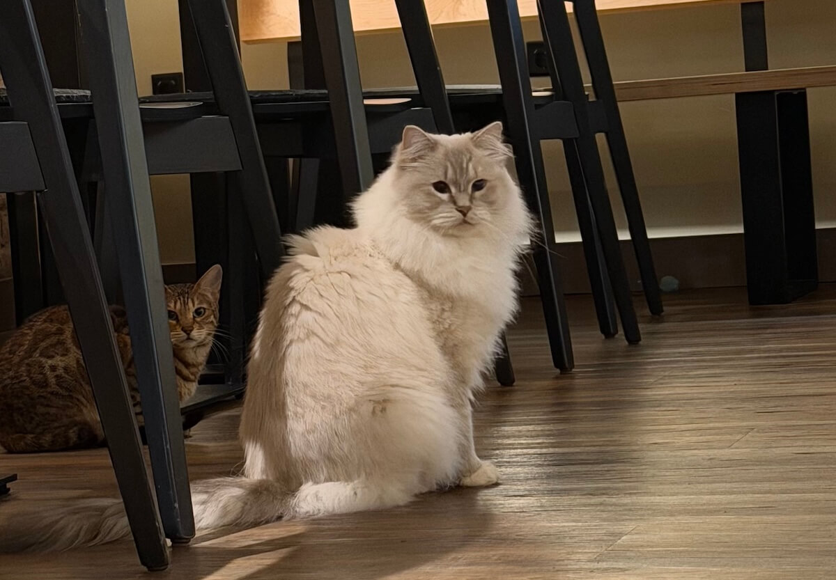 Zwei Katzen sitzen zwischen Stühlen