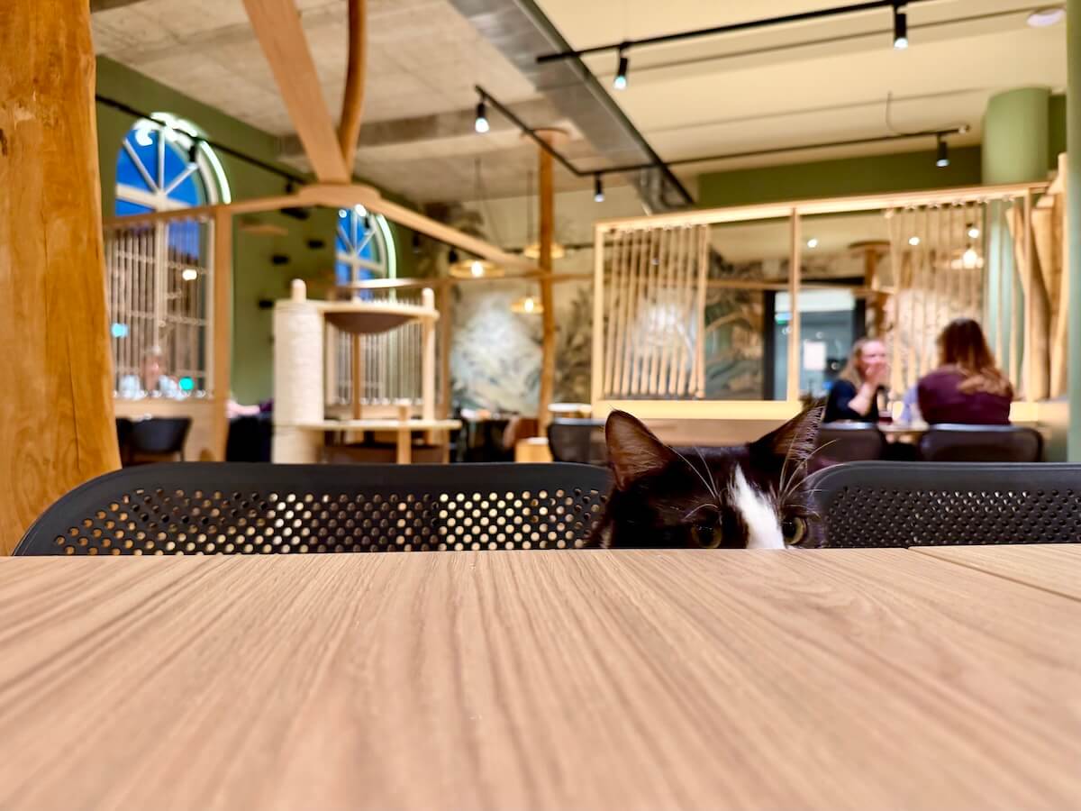 Eine schwarz-weiße Katze schaut über eine Tischkante