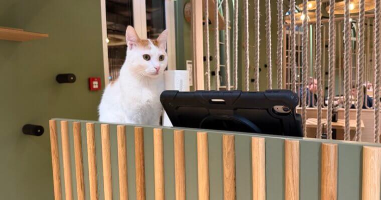 Der Katzentempel – mein neues Lieblingsrestaurant 🐾