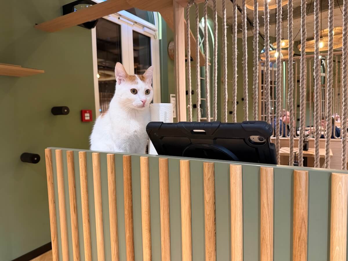 Der Katzentempel – mein neues Lieblingsrestaurant 🐾