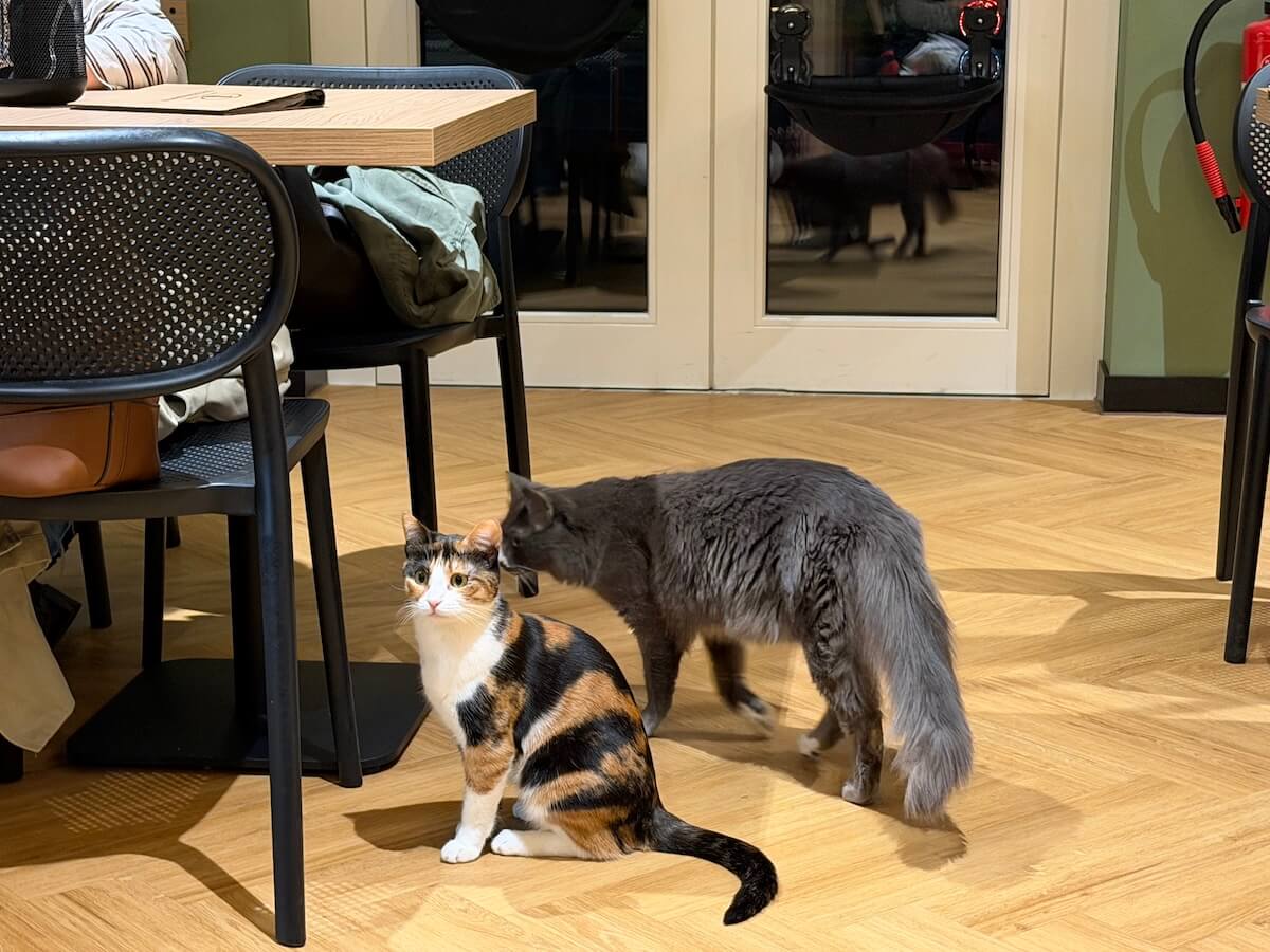 Zwei Katzen unter einem Tisch