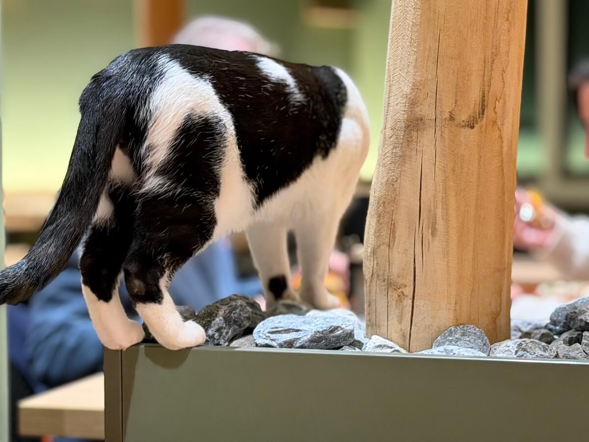 Schwarz-weiße Katze von hinten